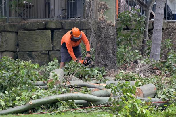 Best Local Tree Services  in South River, NM